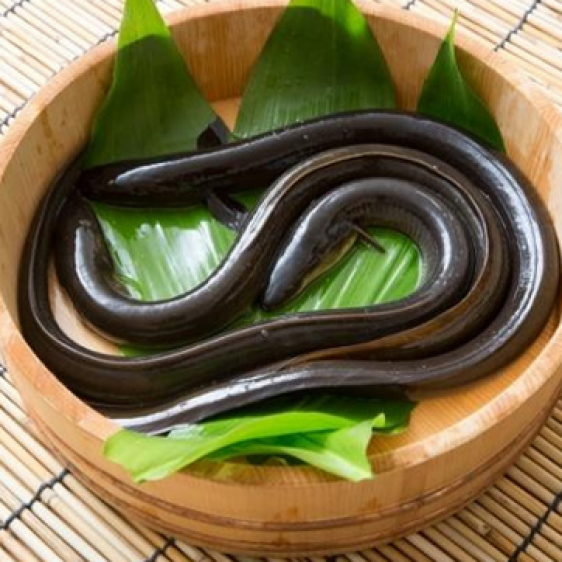 Lươn